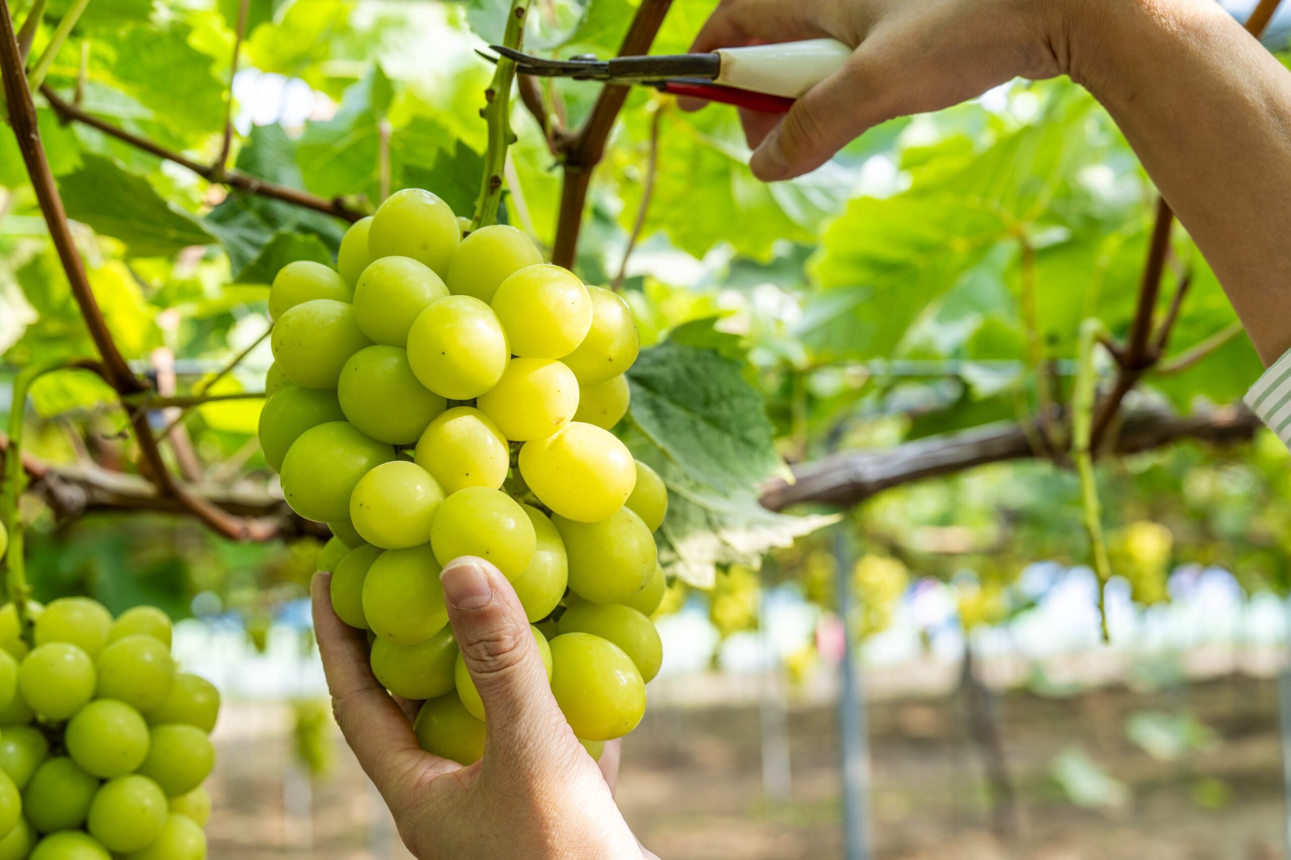 朝採れの鮮度をそのまま直送。