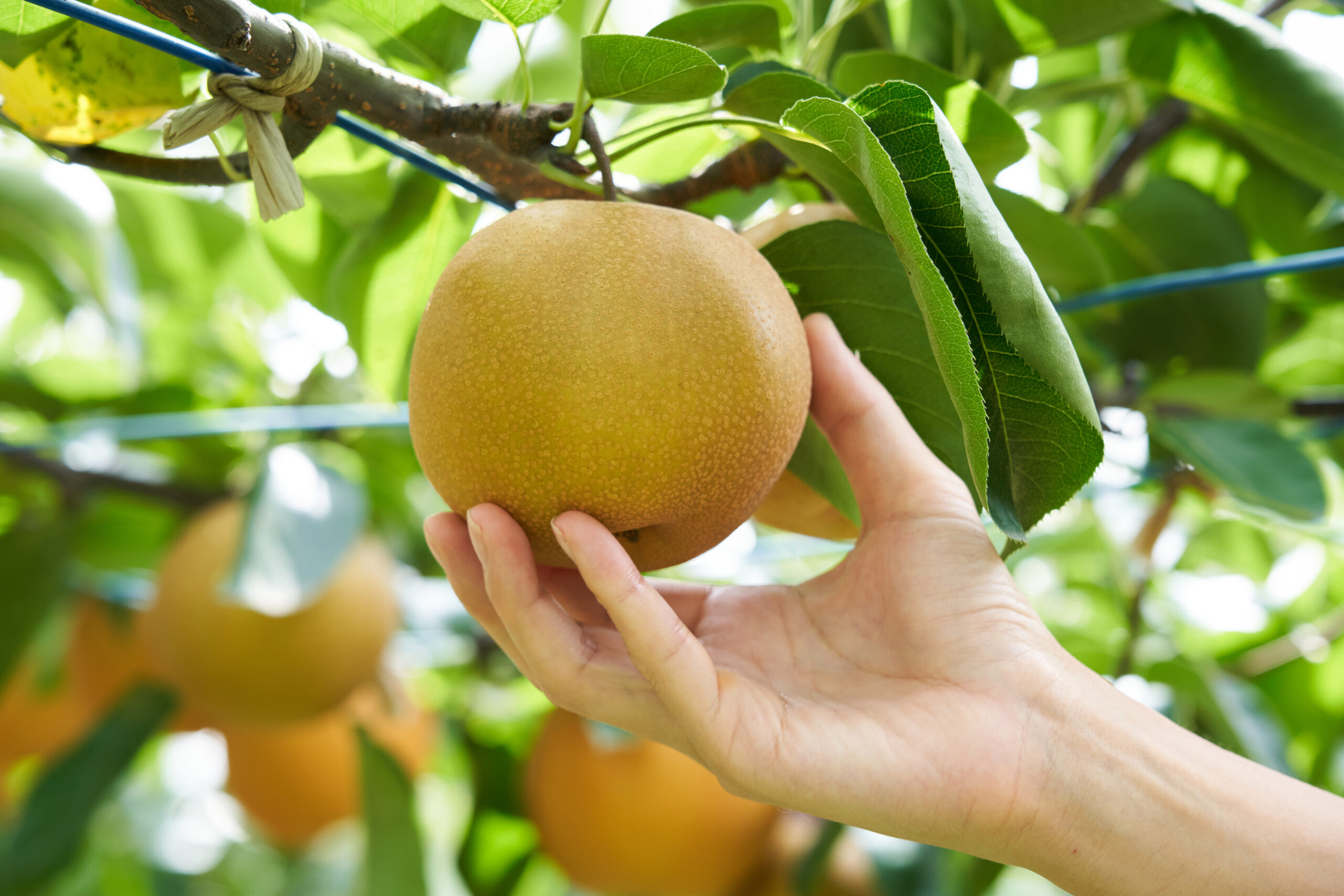 伝統を守る重鎮と、革新する若手。